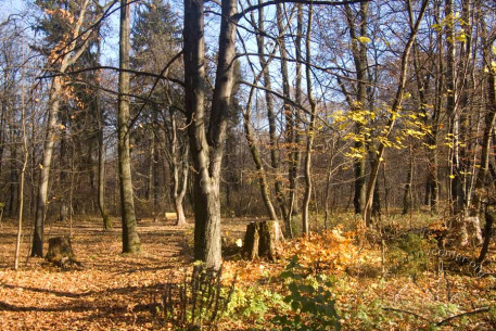 Парк “Залізна вода”, ділянка верхньої тераси.