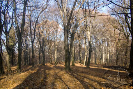 Парк “Залізна вода”, ландшафт північно-східної частини паркового масиву.