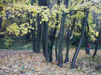 Клени у парку “Залізна вода”.