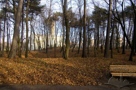 Соснові дерева Личаківського парку.